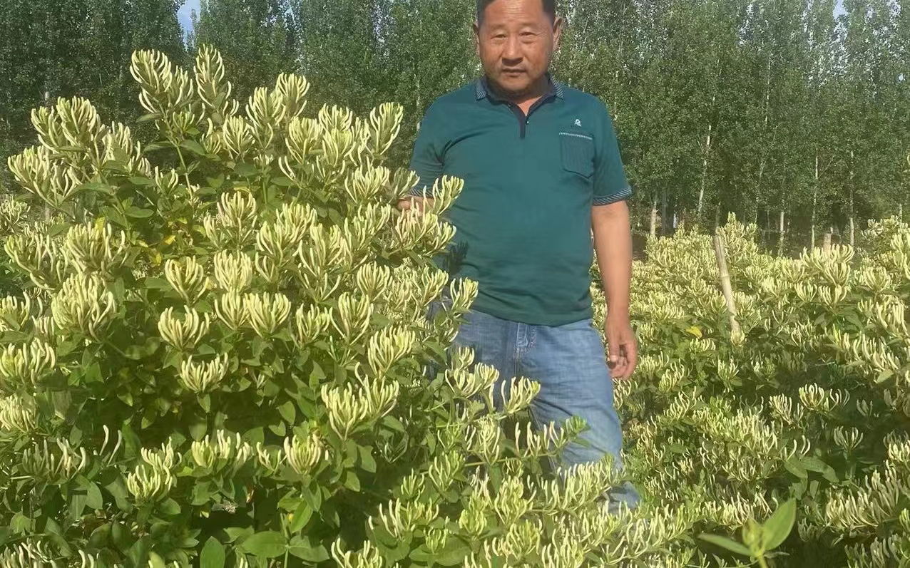 純蕾金銀花