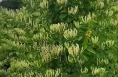 100畝純蕾金銀花種植五年產(chǎn)量效益表